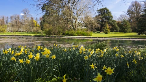 Daffodils in front of the lake in spring at The Vyne, Hampshire